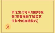 灵芝生长可以加糖吗视频(观看视频了解灵芝生长中的加糖技巧)