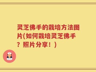灵芝佛手的栽培方法图片(如何栽培灵芝佛手？照片分享！)