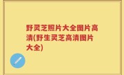 野灵芝照片大全图片高清(野生灵芝高清图片大全)