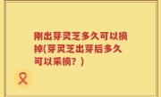 刚出芽灵芝多久可以摘掉(芽灵芝出芽后多久可以采摘？)