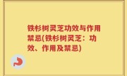 铁杉树灵芝功效与作用禁忌(铁杉树灵芝：功效、作用及禁忌)