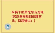采摘下的灵芝怎么处理(灵芝采摘后的处理方法，切忌错过！)