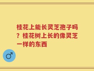 桂花上能长灵芝孢子吗？桂花树上长的像灵芝一样的东西