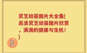 灵芝幼苗图片大全集(高清灵芝幼苗图片欣赏，满满的健康与生机！)