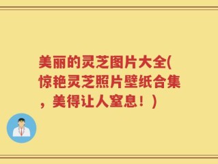 美丽的灵芝图片大全(惊艳灵芝照片壁纸合集，美得让人窒息！)