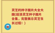灵芝的种子图片大全大图(超清灵芝种子图片合集，完整展示灵芝生长过程！)