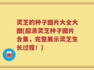 灵芝的种子图片大全大图(超清灵芝种子图片合集，完整展示灵芝生长过程！)