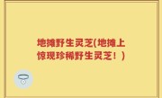 地摊野生灵芝(地摊上惊现珍稀野生灵芝！)