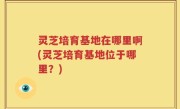 灵芝培育基地在哪里啊(灵芝培育基地位于哪里？)