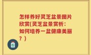 怎样养好灵芝盆景图片欣赏(灵芝盆景赏析：如何培养一盆健康美丽？)