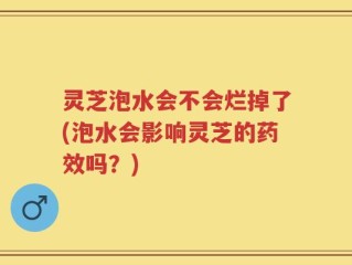 灵芝泡水会不会烂掉了(泡水会影响灵芝的药效吗？)