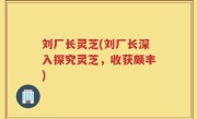 刘厂长灵芝(刘厂长深入探究灵芝，收获颇丰)