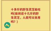 十多斤的野生灵芝能吃吗(能将近十几斤的野生灵芝，人类可以食用吗？)
