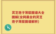 灵芝孢子薄层图谱大全图解(全网最全的灵芝孢子薄层图谱解析)