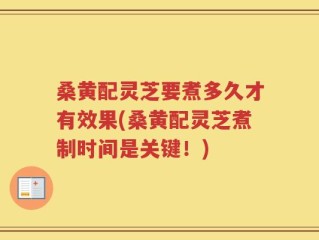 桑黄配灵芝要煮多久才有效果(桑黄配灵芝煮制时间是关键！)
