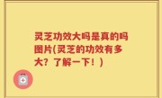 灵芝功效大吗是真的吗图片(灵芝的功效有多大？了解一下！)