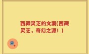 西藏灵芝的文案(西藏灵芝，奇幻之源！)