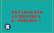 黑色灵芝照片图片真实大全(黑色灵芝图片全集，震撼你的眼球！)