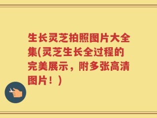 生长灵芝拍照图片大全集(灵芝生长全过程的完美展示，附多张高清图片！)