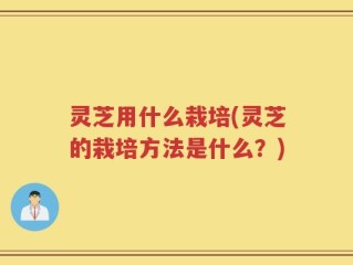灵芝用什么栽培(灵芝的栽培方法是什么？)