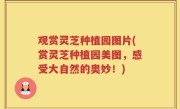 观赏灵芝种植园图片(赏灵芝种植园美图，感受大自然的奥妙！)