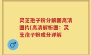 灵芝孢子粉分解图高清图片(高清解析图：灵芝孢子粉成分详解