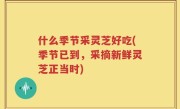 什么季节采灵芝好吃(季节已到，采摘新鲜灵芝正当时)