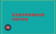 灵芝孢子粉的采收过程与技巧分享