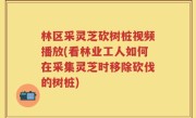 林区采灵芝砍树桩视频播放(看林业工人如何在采集灵芝时移除砍伐的树桩)
