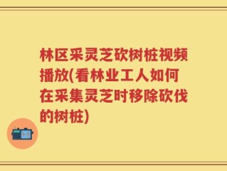 林区采灵芝砍树桩视频播放(看林业工人如何在采集灵芝时移除砍伐的树桩)