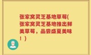 张家窝灵芝基地草莓(张家窝灵芝基地推出鲜美草莓，品尝盛夏美味！)
