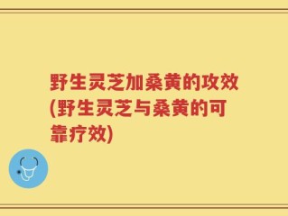 野生灵芝加桑黄的攻效(野生灵芝与桑黄的可靠疗效)