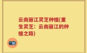 云南丽江灵芝种植(重生灵芝：云南丽江的种植之路)