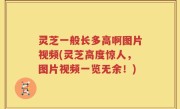 灵芝一般长多高啊图片视频(灵芝高度惊人，图片视频一览无余！)