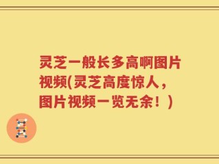 灵芝一般长多高啊图片视频(灵芝高度惊人，图片视频一览无余！)