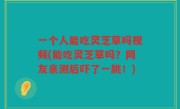 一个人能吃灵芝草吗视频(能吃灵芝草吗？网友亲测后吓了一跳！)