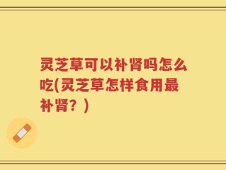 灵芝草可以补肾吗怎么吃(灵芝草怎样食用最补肾？)
