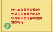野生鹿角灵芝价值(野生灵芝与鹿角的匹配：珍贵的药材库存成重要生态指标)