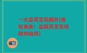 一大盆灵芝花图片(美轮美奂！盆栽灵芝花绽放如仙境)