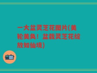 一大盆灵芝花图片(美轮美奂！盆栽灵芝花绽放如仙境)