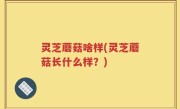 灵芝蘑菇啥样(灵芝蘑菇长什么样？)