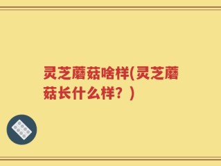 灵芝蘑菇啥样(灵芝蘑菇长什么样？)