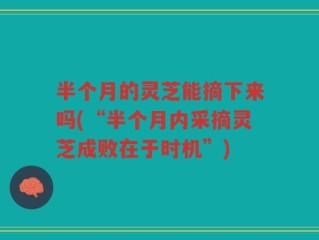 半个月的灵芝能摘下来吗(“半个月内采摘灵芝成败在于时机”)