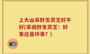 上大山采野生灵芝好不好(采摘野生灵芝：好事还是坏事？)