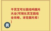 干灵芝可以栽培吗图片大全(可视化灵芝栽培全攻略，详见图片库！)