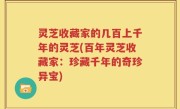 灵芝收藏家的几百上千年的灵芝(百年灵芝收藏家：珍藏千年的奇珍异宝)