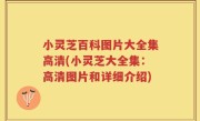 小灵芝百科图片大全集高清(小灵芝大全集：高清图片和详细介绍)