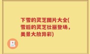 下雪的灵芝图片大全(雪后的灵芝壮丽登场，美景大放异彩)