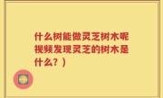 什么树能做灵芝树木呢视频发现灵芝的树木是什么？)