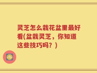 灵芝怎么栽花盆里最好看(盆栽灵芝，你知道这些技巧吗？)